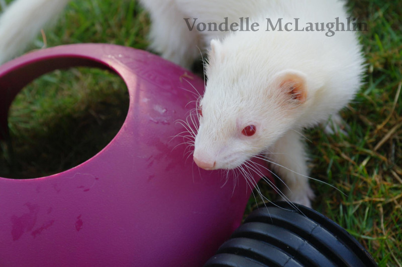 Ferret Photo (c) Vondelle McLaughlin