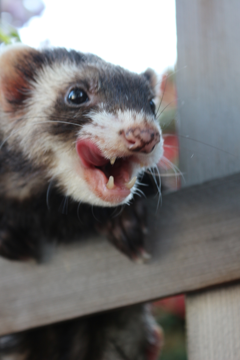 Bowie, a senior ferret